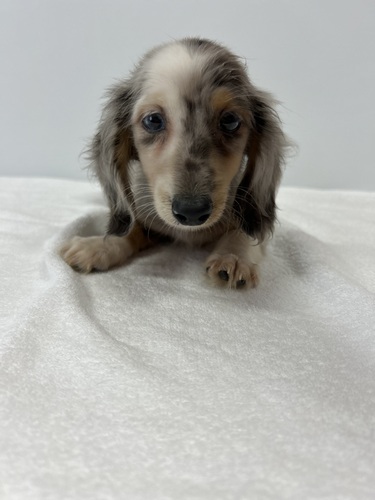 ミニチュア・ダックスフンド 犬の販売・譲渡 25184 人気カラーのMダックスロング男の子!