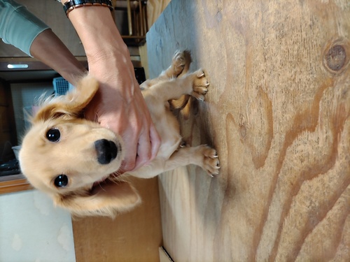 ミニチュア・ダックスフンド 犬の販売・譲渡 25187 ダックスフンド女の子