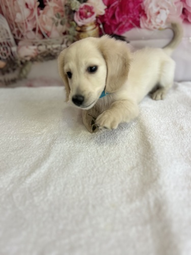 ミニチュア・ダックスフンド 犬の販売・譲渡 25195 イエローカラー綺麗なお顔の男の子