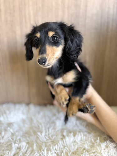 ミニチュア・ダックスフンド 犬の販売・譲渡 25202 ブラック&イエロー男の子