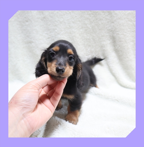 ミニチュア・ダックスフンド 犬の販売・譲渡 25203 ●ブラックタン・総額価格です。●