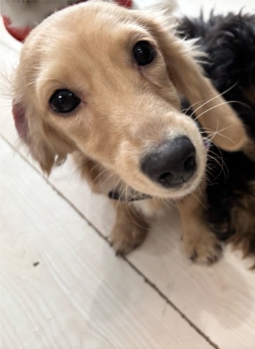 ミニチュア・ダックスフンド 犬の販売・譲渡 25207 Mダックス 女の子