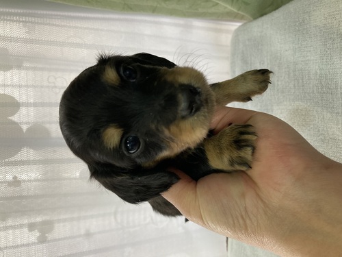 ミニチュア・ダックスフンド 犬の販売・譲渡 25208 ミニチュアロング生まれました。