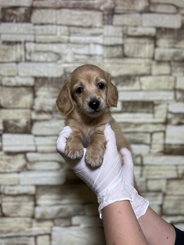 ミニチュア・ダックスフンド 犬の販売・譲渡 25216 激かわダックス男の子8348