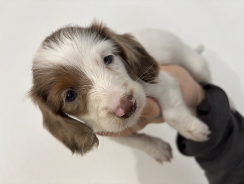 ミニチュア・ダックスフンド 犬の販売・譲渡 25220 チョコダップルパイポールド 女の子