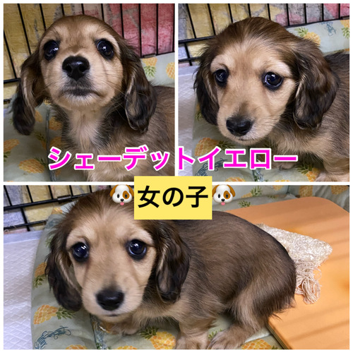 ミニチュア・ダックスフンド 犬の販売・譲渡 25221 ★決まりました★