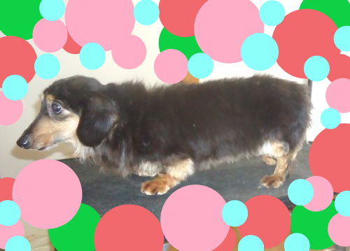 ミニチュア・ダックスフンド 犬の販売・譲渡 25235 繁殖終了犬