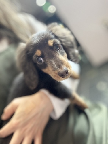 ミニチュア・ダックスフンド 犬の販売・譲渡 25238 ロングくん