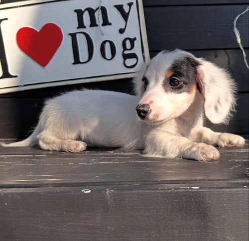 ミニチュア・ダックスフンド 犬の販売・譲渡 25244 パイボールドの男の子