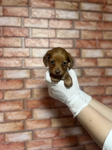 ミニチュア・ダックスフンド 犬の販売・譲渡 25247 レッドの小顔ダックスちゃん