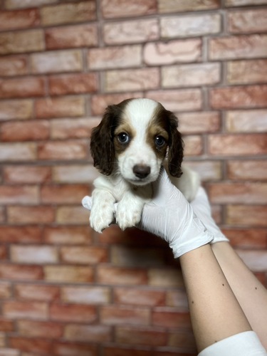 ミニチュア・ダックスフンド 犬の販売・譲渡 25250 ツートンカラーでかぶらない!オシャレくん