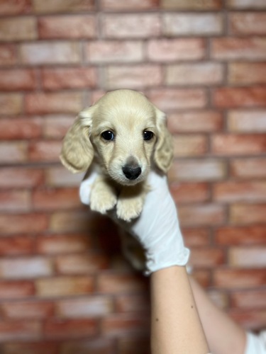 ミニチュア・ダックスフンド 犬の販売・譲渡 25251 イエローなイケメンくん