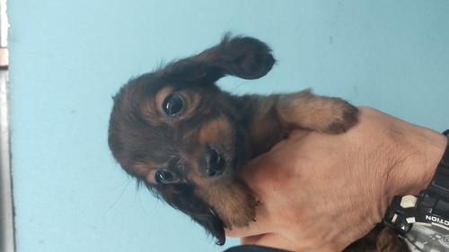 ミニチュア・ダックスフンド 犬の販売・譲渡 25253 父カニヘンの小さいダックス君 コミコミ価格