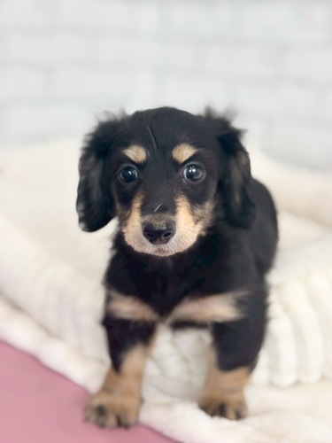 ミニチュア・ダックスフンド 犬の販売・譲渡 25254 抱っこが大好きで甘えん坊3775