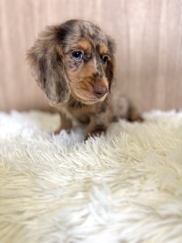 ミニチュア・ダックスフンド 犬の販売・譲渡 25255 チョコダップル 男の子