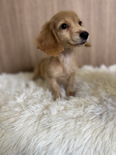 ミニチュア・ダックスフンド 犬の販売・譲渡 25256 イエロー 女の子