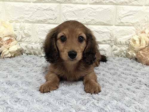 ミニチュア・ダックスフンド 犬の販売・譲渡 25258 可愛い男の子(ケージ内おトイレ躾済み