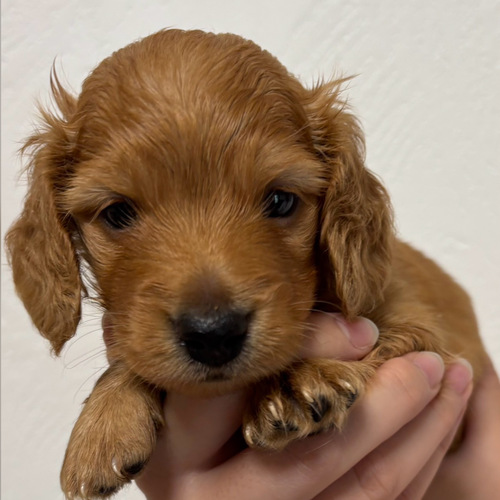ミニチュア・ダックスフンド 犬の販売・譲渡 25260 募集終了