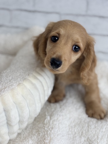ミニチュア・ダックスフンド 犬の販売・譲渡 25262 ゴールド8205