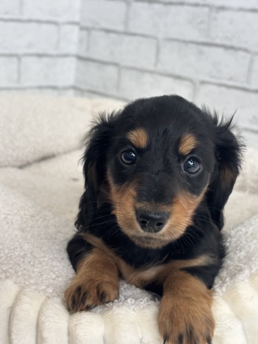 ミニチュア・ダックスフンド 犬の販売・譲渡 25263 ブラック・タン6890