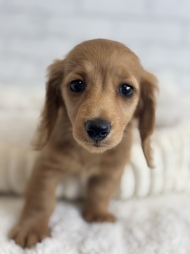 ミニチュア・ダックスフンド 犬の販売・譲渡 25264 ゴールド2593