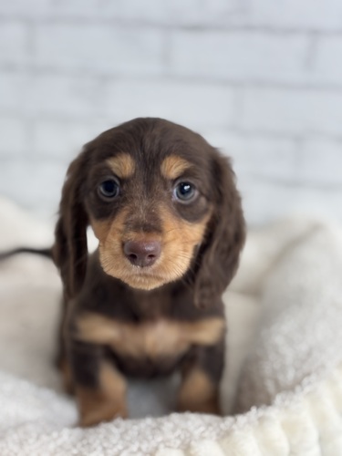 ミニチュア・ダックスフンド 犬の販売・譲渡 25265 チョコレートタン6109