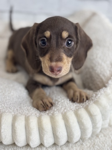 ミニチュア・ダックスフンド 犬の販売・譲渡 25266 チョコレートタン(ワイヤー)8375