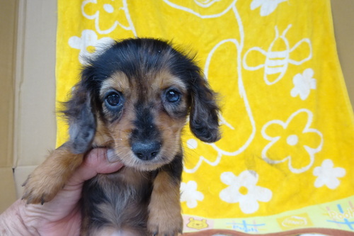 ミニチュア・ダックスフンド 犬の販売・譲渡 25267 レッドダップルの女の子です。
