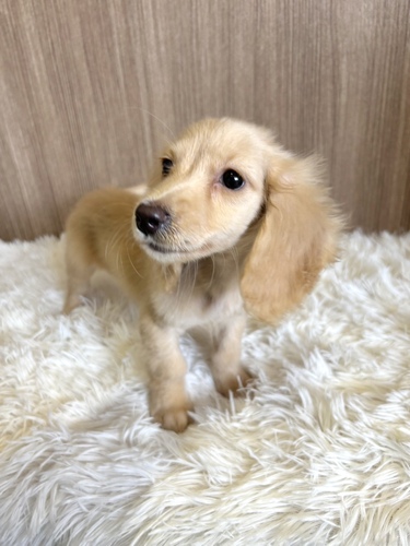 ミニチュア・ダックスフンド 犬の販売・譲渡 25268 イエロー女の子5476