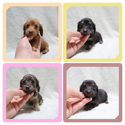 ミニチュア・ダックスフンド 犬の販売・譲渡 25269 ●総額価格です●