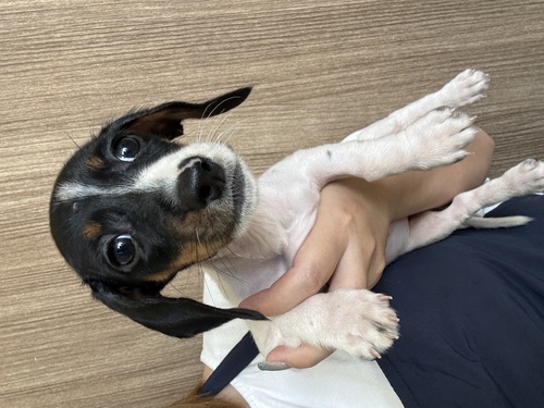 ミニチュア・ダックスフンド 犬の販売・譲渡 25271 ブラックタンパイポールド 女の子