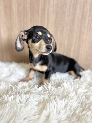 ミニチュア・ダックスフンド 犬の販売・譲渡 25273 スムース 男の子