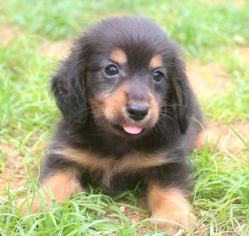 ミニチュア・ダックスフンド 犬の販売・譲渡 25275 ブラック&タンの男の子