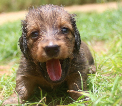 ミニチュア・ダックスフンド 犬の販売・譲渡 25276 コロコロとした兄妹達です。