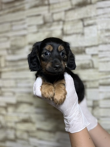ミニチュア・ダックスフンド 犬の販売・譲渡 25277 ブラックタン 女の子