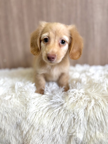 ミニチュア・ダックスフンド 犬の販売・譲渡 25278 イエロー男の子
