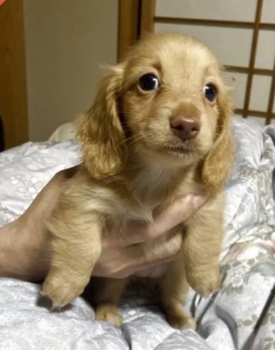 ミニチュア・ダックスフンド 犬の販売・譲渡 25279 ダックスちゃん
