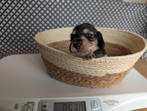 ミニチュア・ダックスフンド 犬の販売・譲渡 25281 両親クリアから産まれた兄妹です。