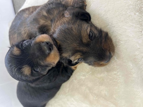 ミニチュア・ダックスフンド 犬の販売・譲渡 25284 とてもかわいいミニチュアダックスロングの赤ちゃん