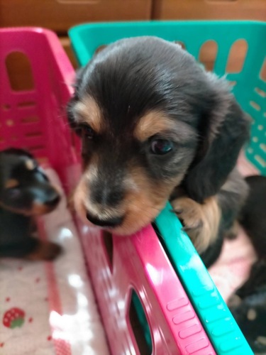 ミニチュア・ダックスフンド 犬の販売・譲渡 25285 PRAクリア 元気な4頭兄妹です