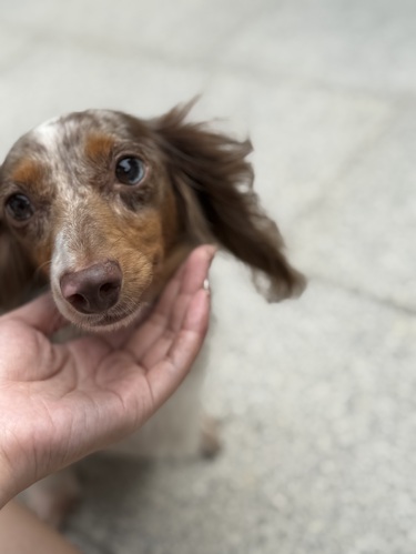 ミニチュア・ダックスフンド 犬の販売・譲渡 25286 チョコダップルパイボールド女の子!とても懐っこい!