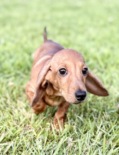 ミニチュア・ダックスフンド 犬の販売・譲渡 25289 深紅なスムースの男の子♂