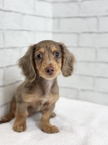ミニチュア・ダックスフンド 犬の販売・譲渡 25292 チョコレートダップル1361