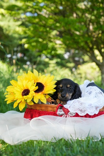 ミニチュア・ダックスフンド 犬の販売・譲渡 25295 PRAクリア 良血統のブラタン女の子