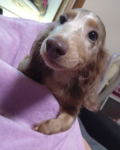 ミニチュア・ダックスフンド 犬の販売・譲渡 25299 可愛いダックス兄弟(ダップル.チョコタン)