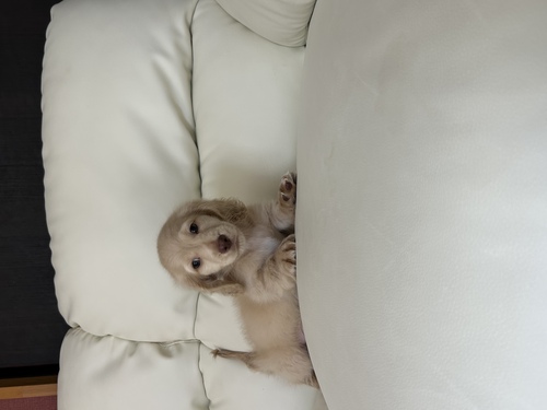 ミニチュア・ダックスフンド 犬の販売・譲渡 25301 毛並みの綺麗なイエローの男の子!