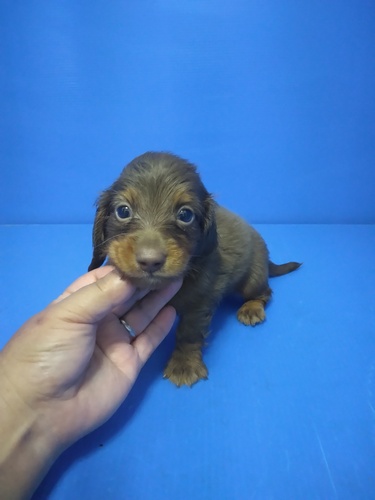 ミニチュア・ダックスフンド 犬の販売・譲渡 25302 チョコタン ロング