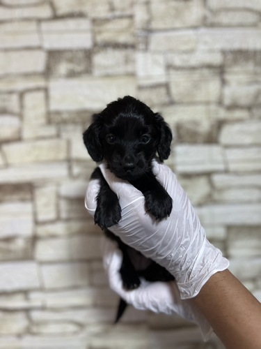 ミニチュア・ダックスフンド 犬の販売・譲渡 25303 ブラック9128