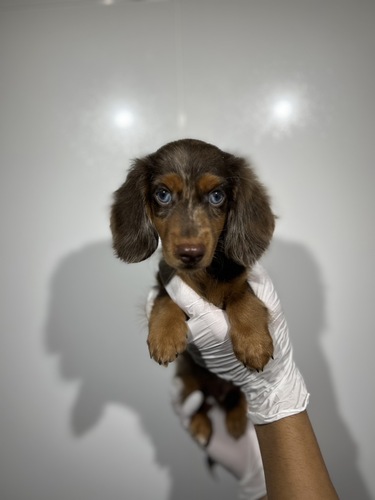 ミニチュア・ダックスフンド 犬の販売・譲渡 25304 チョコレートダップル両目ブルー0701