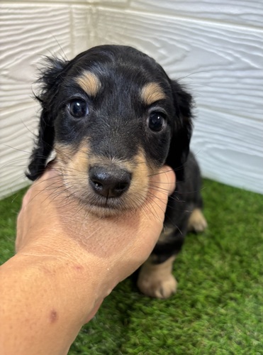 ミニチュア・ダックスフンド 犬の販売・譲渡 25305 元気いっぱい。ブラックタンの可愛い男の子